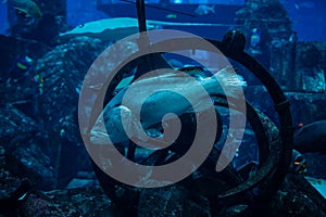 Napoleon Fish swimming at the Great Barrier Reef. Ocean life