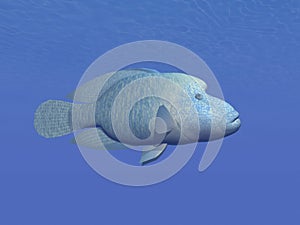 Napoleon fish underwater - 3D render