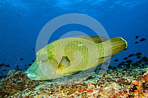 Napoleon fish underwater in Maldives
