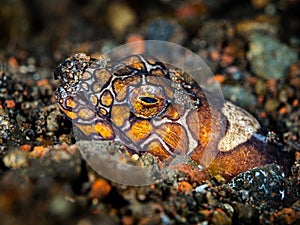 Napoleon Snake-eel. DT`s