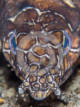 Napoleon snake eel, Ophichthus bonaparti.