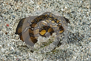 Napoleon Snake Eel Ophichthus bonaparti