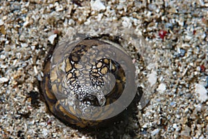 Napoleon Snake Eel Ophichthus bonaparti