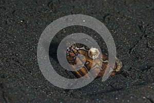 Napoleon Snake Eel Ophichthus bonaparti