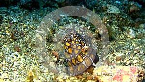 Napoleon snake eel Ophichthus bonaparti in the night in Lembeh strait