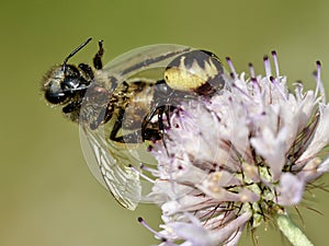 Napoleon spider eating honeybee