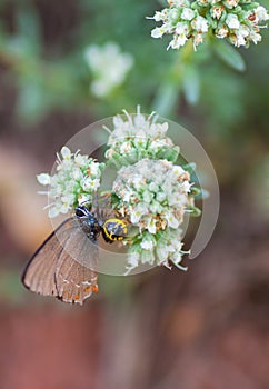 Napoleon Spider killing a Hairstreak Butterfly