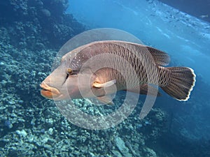 Napoleon wrasse