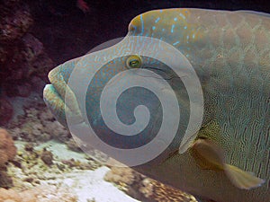 Napoleon Wrasse Cheilinus undulatus