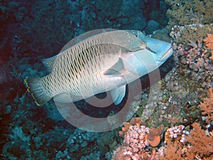 Napoleon Wrasse Cheilinus undulatus