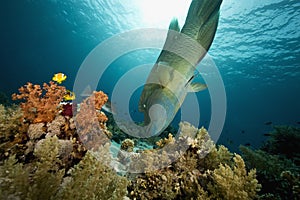 Napoleon wrasse (cheilinus undulatus)