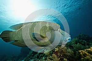 Napoleon wrasse (cheilinus undulatus)