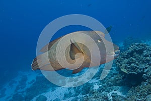 Napoleon wrasse (cheilinus undulatus), endangered