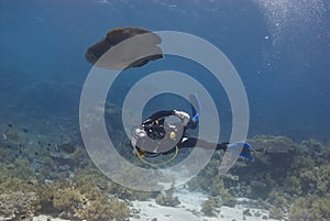 Napoleon wrasse (cheilinus undulatus), endangered