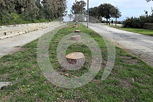 Napoli - Alberi segati al Parco Virgiliano photo