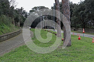 Napoli - Alberi tagliati al Parco Virgiliano photo