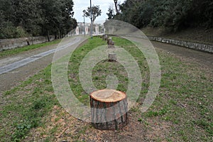 Napoli - Alberi tagliati nel Parco Virgiliano
