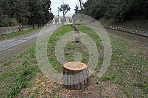 Napoli - Alberi tagliati nel Parco Virgiliano photo