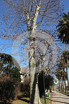 Napoli - Albero di Platano nel Real Orto Botanico