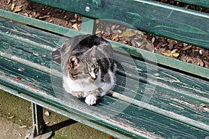 Napoli - Gatto sulla panchina del parco di Villa Floridiana