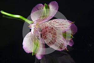 Napoli Magenta flower in bloom photo