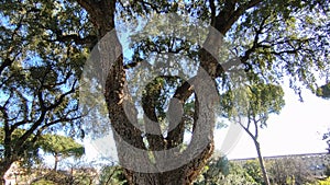 Napoli - Panoramica verticale della quercia da sughero nel Real Orto Botanico