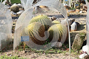 Napoli - Pianta di Echinocactus Grisonii nell`Orto Botanico