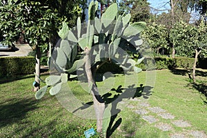 Napoli - Pianta di Opuntia Ficus Indica nel Real Orto Botanico