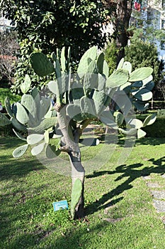 Napoli - Pianta di Opuntia Ficus Indica nell`Orto Botanico