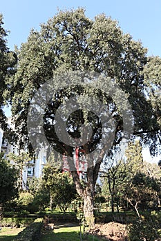 Napoli - Quercia da sughero nell`Orto Botanico