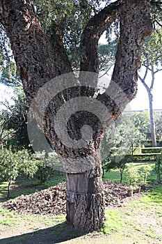 Napoli - Tronco di una quercia da sughero nell`Orto Botanico