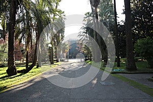 Napoli - Vialetto di ingresso del Real Orto Botanico