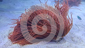 Napoli â€“ Anemone nell`acquario della Stazione Zoologica