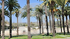 Napoli â€“ Panoramica dei filari di palme alla Mostra d`Oltremare