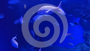 Napoli â€“ Pesci su sfondo blu nell`acquario della Stazione Zoologica