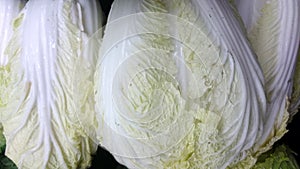 Nappa cabbage, Brassica rapa pekinensis