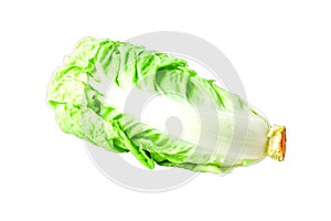 A nappa cabbage isolated white background