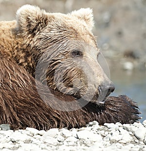 Napping bear