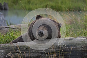 Napping Brown Bear