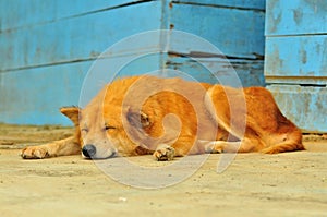 Napping dog