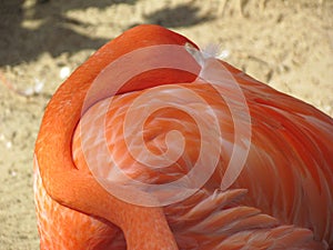 Napping flamingo closeup