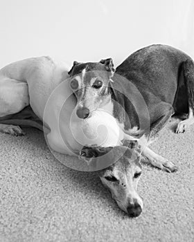 Napping Greyhounds