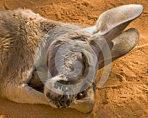 Napping Kangaroo photo