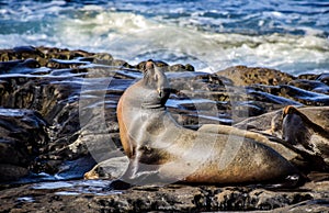 Napping sea lion at La Jolla, CA