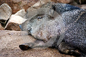 Napping Warthog