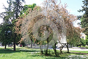 Nappy tree in park