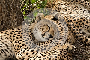 Naptime for Cheetahs