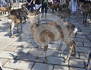 Nara, 13th may: Sika Deers from Nara Park Complex of Nara City in Japan