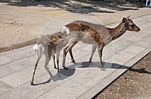 Nara, 13th may: Sika Deers from Nara Park Complex of Nara City in Japan