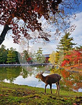 Nara Deer